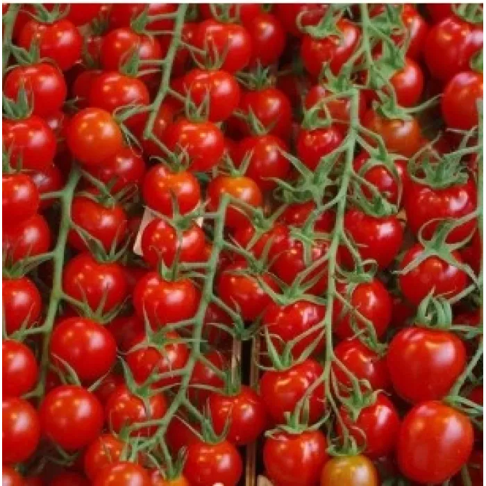 Agrokar Cherry Domates Tohumu 2Gr 5 Paket