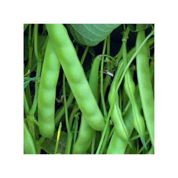 Balkız Oturak Fasulye 100 gr