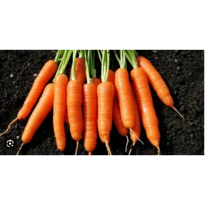 Burgen Tohum Nante sScarlet Havuç 10GR