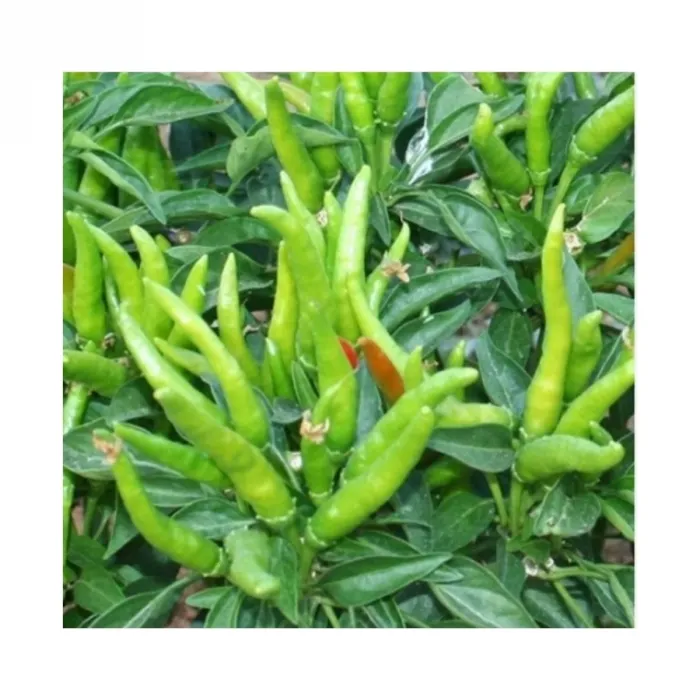 Bursa Tohum Bt Beşparmak 25 Gr 5 Paket