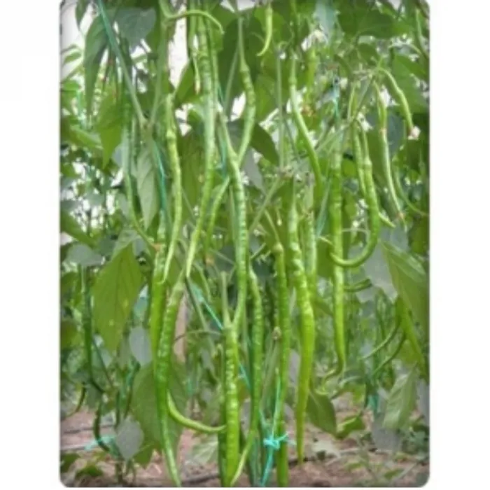 Bursa Tohum BT İnce Sivri Tatlı Kıl Biber 25 gr 5 Paket