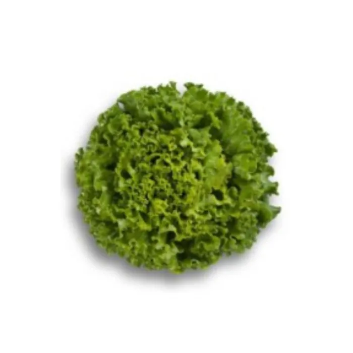 Bursa Tohum BT Bursa Kışlık Kıvırcık 016 25 gr İri Kıvırcık 5 Paket