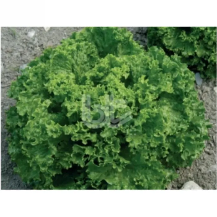 Bursa Tohum BT Bursa Kışlık Kıvırcık 016 25 gr İri Kıvırcık 5 Paket