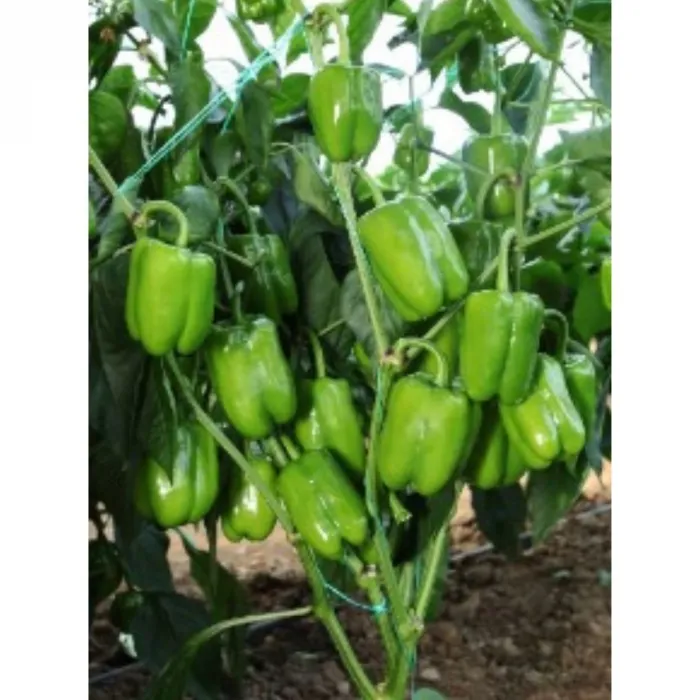 Bursa Tohum Bt Süper Dolma Biber 016