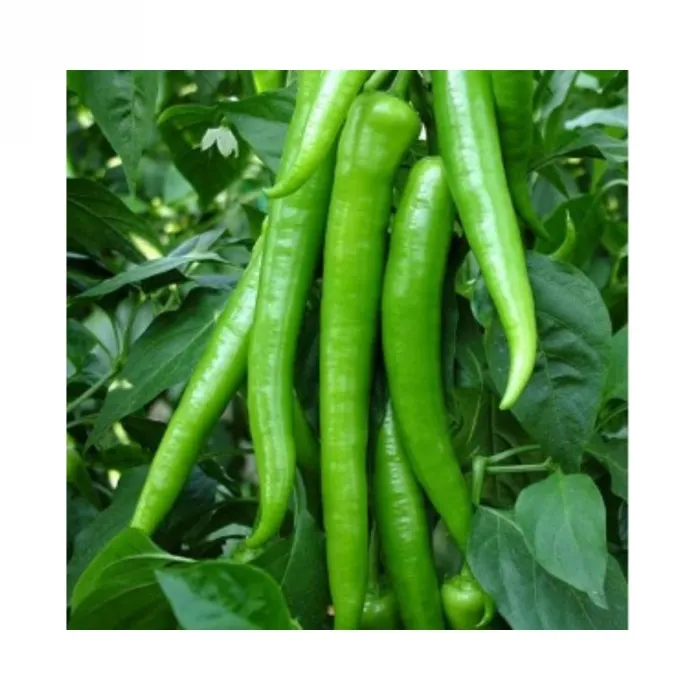 Bursa Tohum Demre Sivrisi 25GR 5 Paket