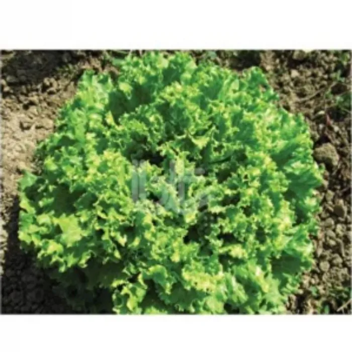 Bursa Tohum Karadeniz Kıvırcık Marul 25 gr 5 Paket