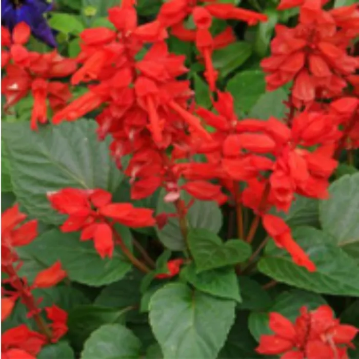 Simagro Tohum Ateş Çiçeği 30 Adet Tohum