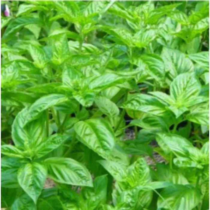 Simagro Tohum Fesleğen Tohumu 100 Adet