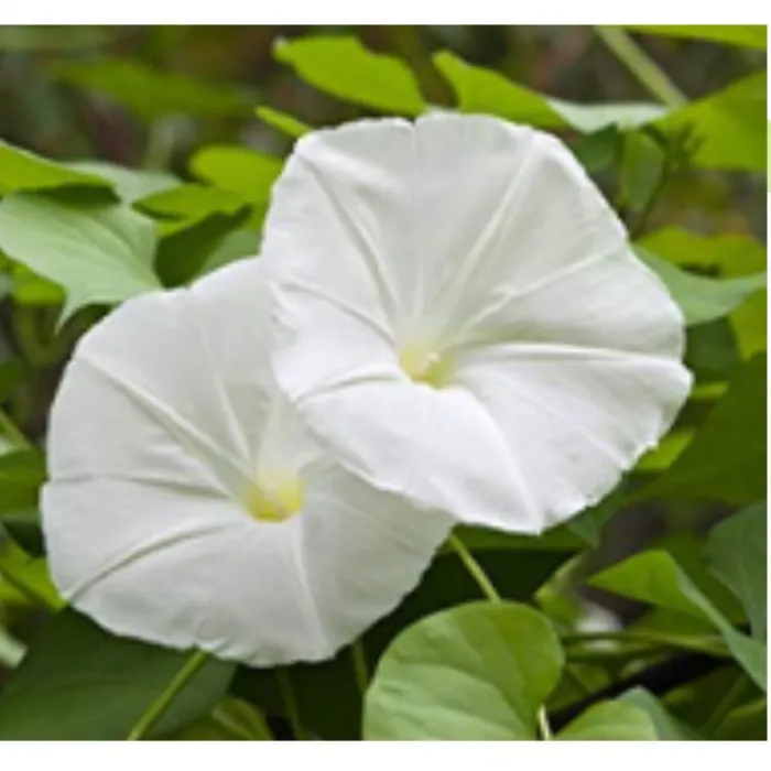 Simagro Tohum Gece Güzeli 15 Adet Tohum 4lü Paket