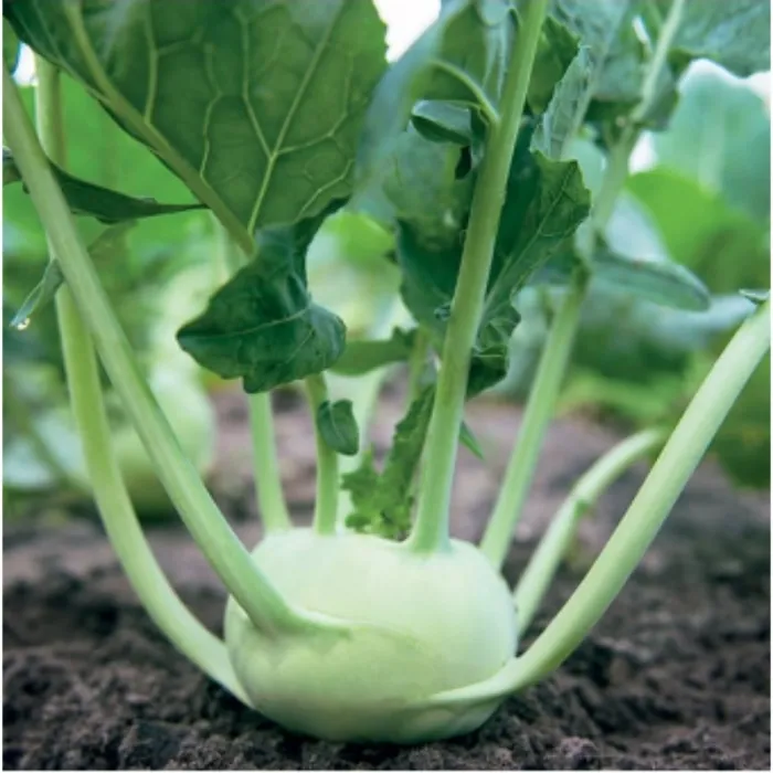 Simagro Tohum Kohlrabi Alabaş Tohumu 200 Aadet Tohum