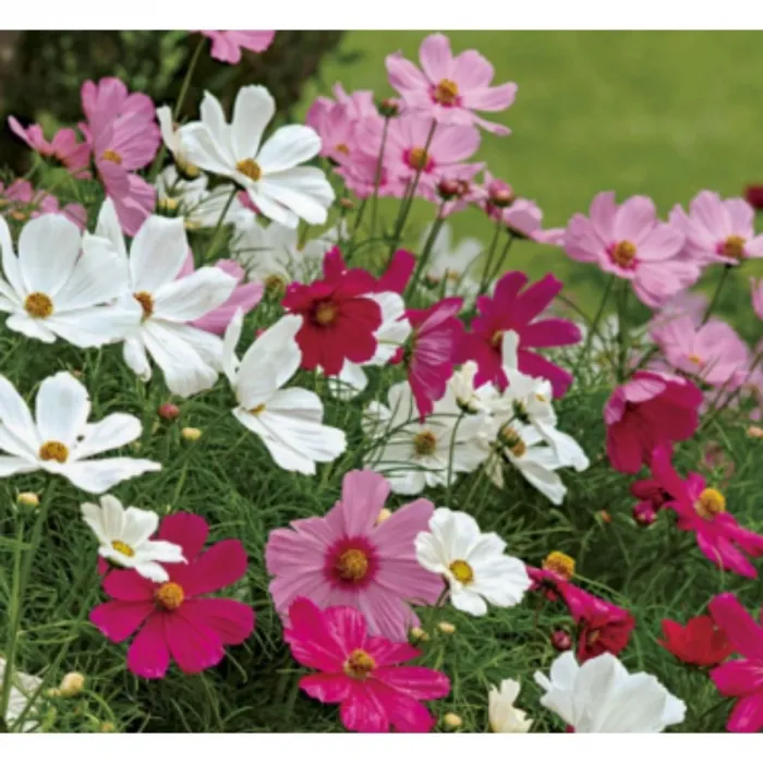 Simagro Tohum Kosmos Çiçeği 30 Adet Tohum