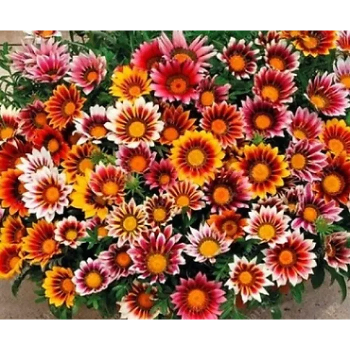 Simagro Tohum Meramlı Kız 20 Adet Tohum