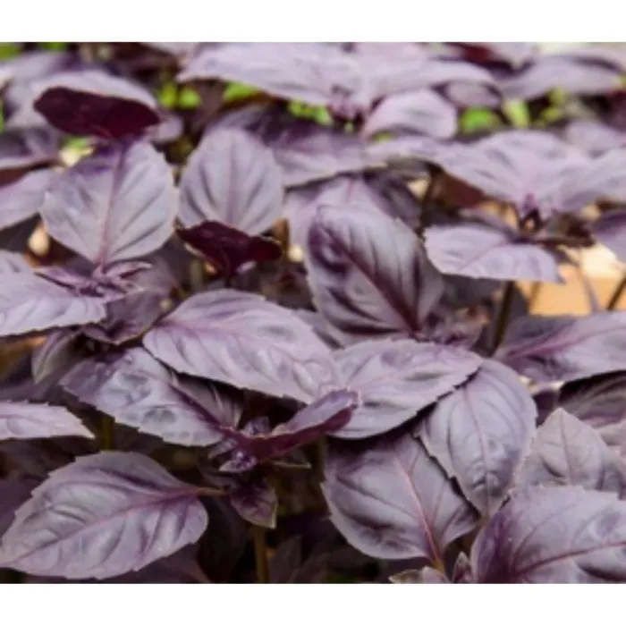 Simagro Tohum Mor Fesleğen Tohumu 100 Adet Tohum