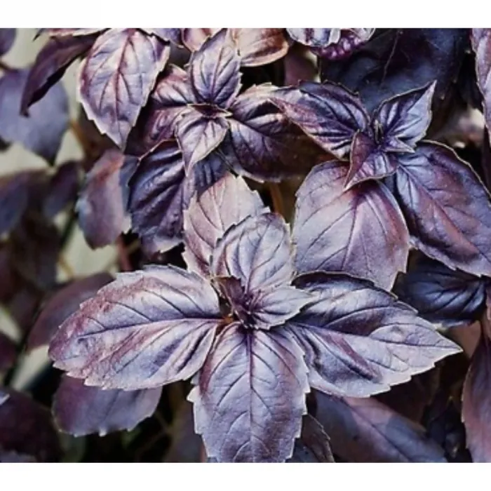 Simagro Tohum Mor Fesleğen Tohumu 100 Adet Tohum