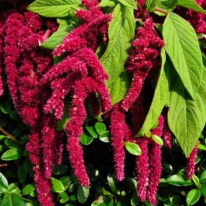 Simagro Tohum Tilki Kuyruğu Çiçeği 100 Adet Tohum