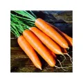 Agrokar Nantes Havuç Tohumu 10 Gr
