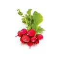 Bursa Tohum Cherry Belle Fındık Turp 25Gr 5 Paket