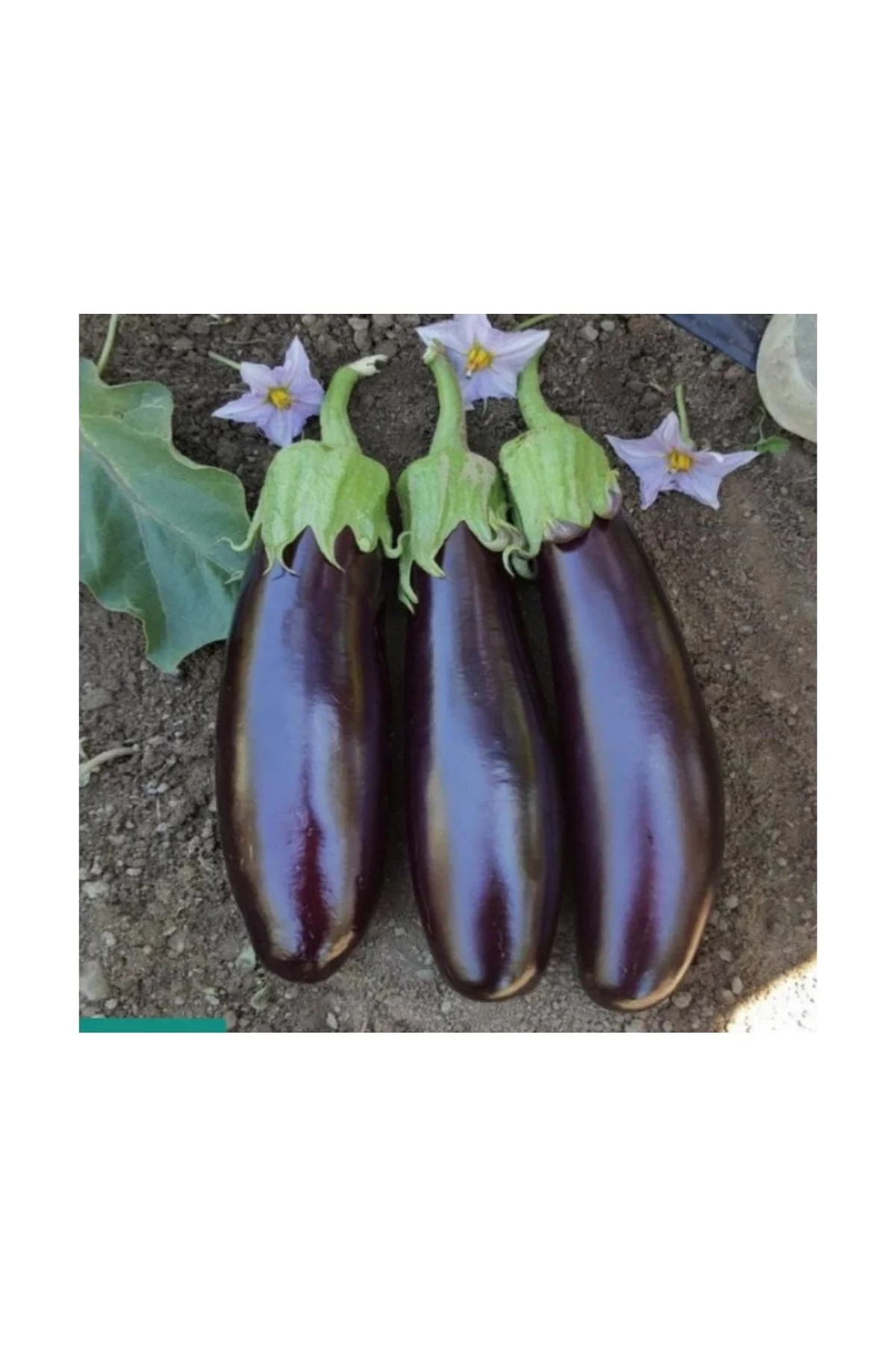 Agrokar Aydın Siyahı Patlıcan 10GR