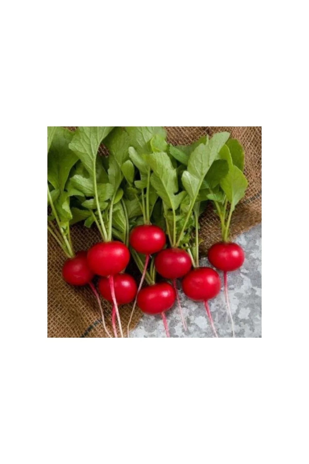 Agrokar Fındık Turp 10 GR