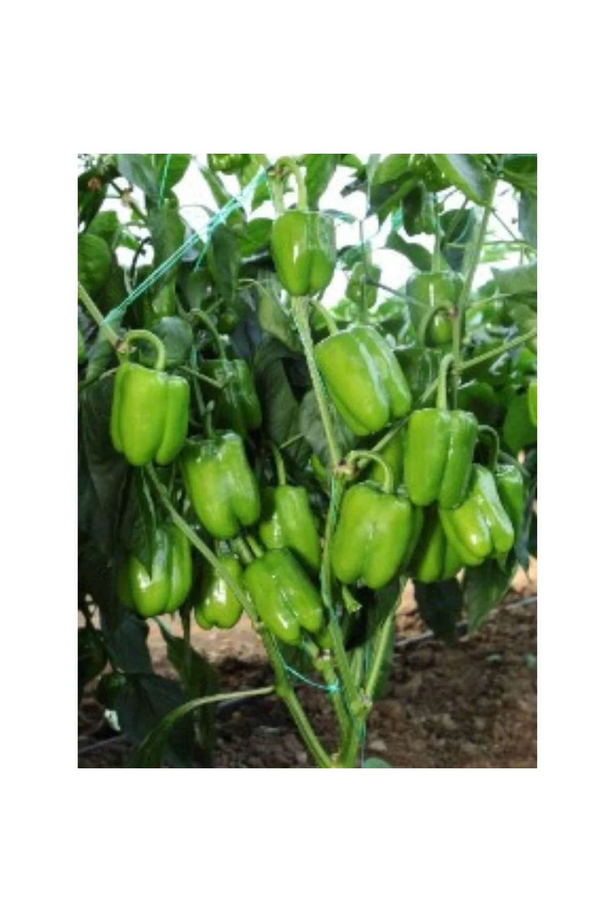 Bursa Tohum Bt Süper Dolma Biber 016