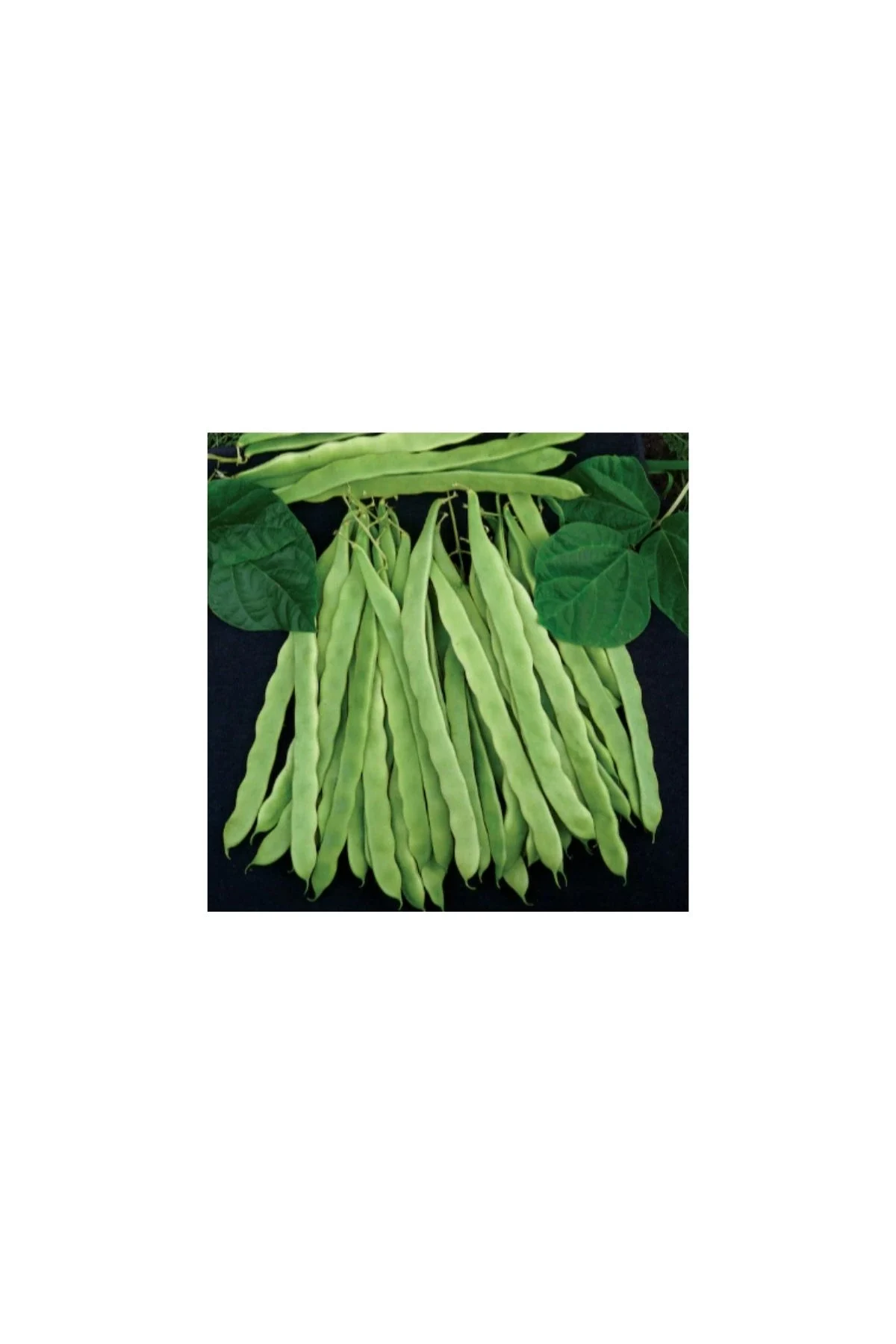 Fito 06/08 Oturak Fasulye 100 gr