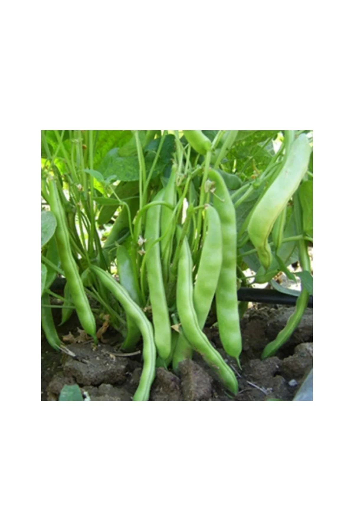 Gina Oturak Fasulye Tohumu 100 gr