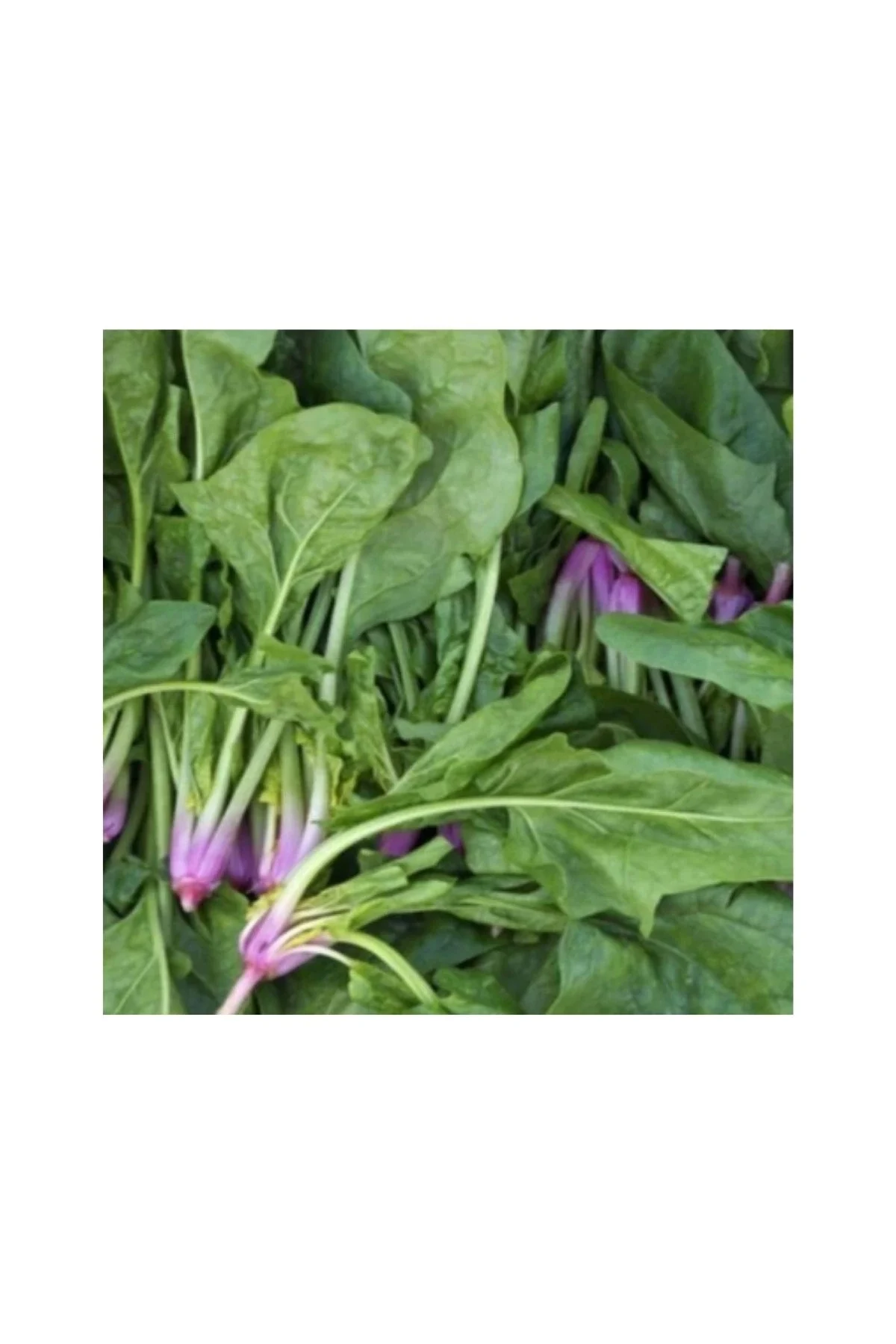 Matador Ispanak Tohumu 100 GR
