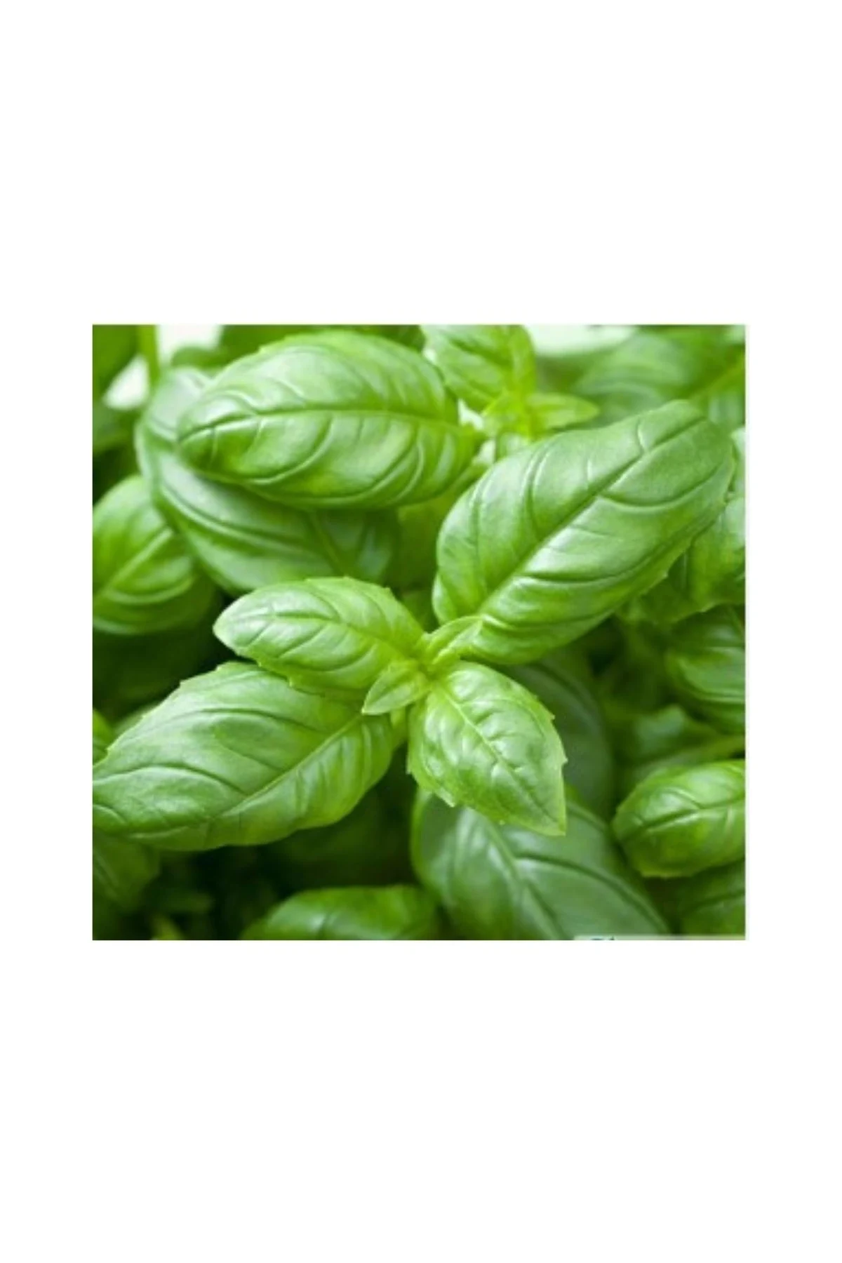 North Star Seed Yeşil Reyhan 2GR