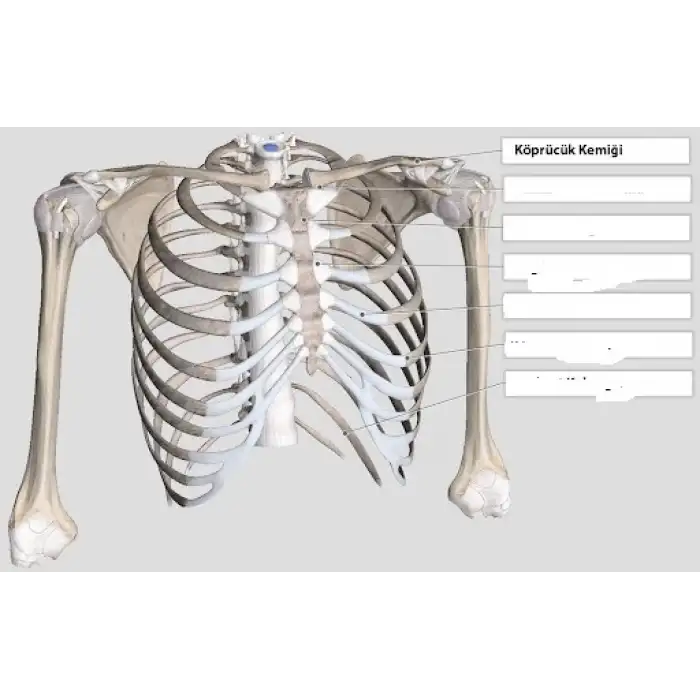Ottobock 50C30 boyunluk