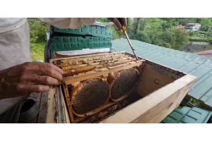 BAL ANALİZ DEĞERLERİ NELERDİR? - Bal Analizinde Dikkat Edilmesi Gerekenler