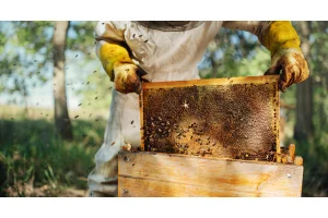 Kestane Balı ile İlgili Bilimsel Araştırmalar!