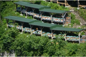 Kestane Balımızın Özelliği