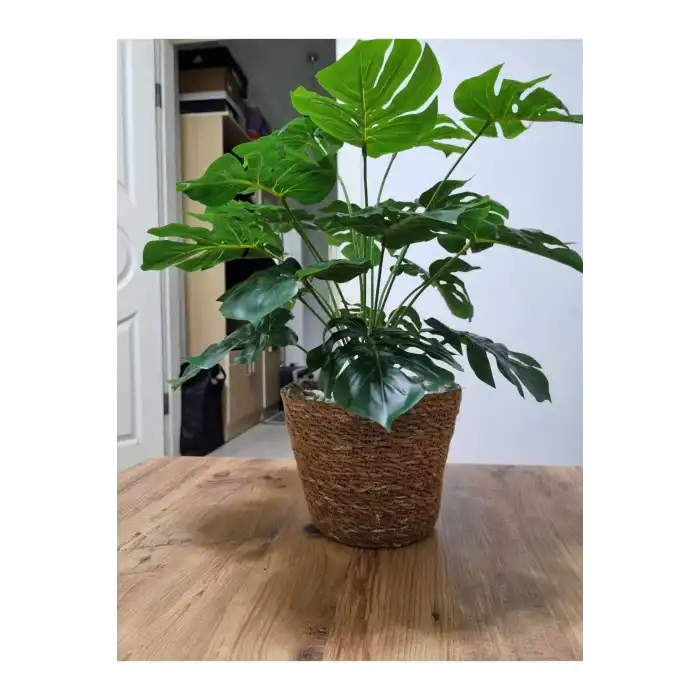 yapay devetabanı hasır saksılı bo:60cm