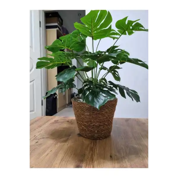 yapay devetabanı hasır saksılı bo:60cm