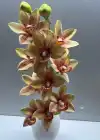 Yapay Orkide açık kahve rengi boy:46 cm