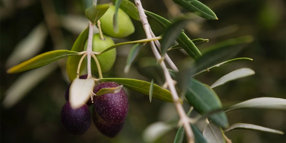 Zeytin Hasadı ve Toplama Metodları: En Verimli Yöntemler