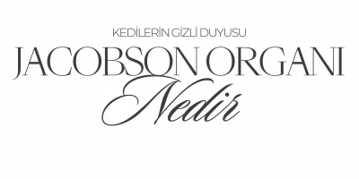 Kedilerde Jacobson Organı Nedir? Flehmen Tepkisi ve Koku Algısının Bilimi