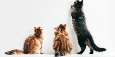 Kediler Neden Duvar İzler ?