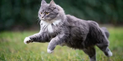 Sokak Kedilerinin Evde Yaşama Geçişi Nasıl Yapılmalı ?