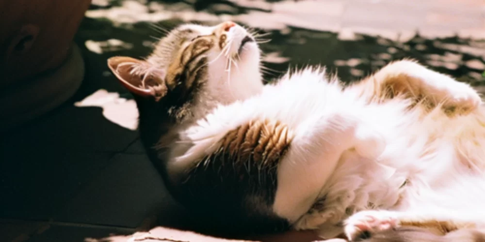 Kediler Güneşlenmeyi Neden Sever?