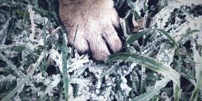 Evcil Hayvan Kaybıyla Nasıl Başa Çıkılır?