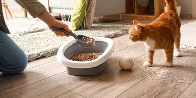 Kediler de İdrar Yolu Enfeksiyonları