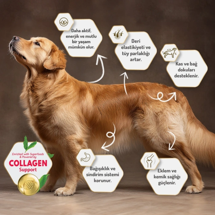 Felicia 3 Kg Kolajenli Kuzulu Az Tahıllı Small/Mini Yetişkin Köpek Maması HypoAllergenic Köpek Maması