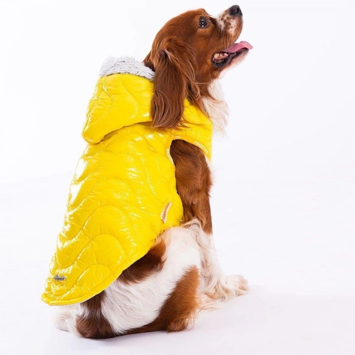 Pawstar Yellow Light Wave Large Size