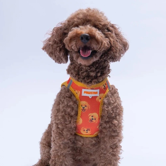 Pawstar Poodle Airmesh XS Size