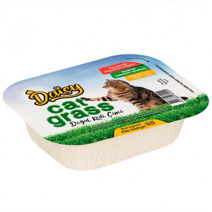 Daisy Natural Kedi Çimi File Hediyeli