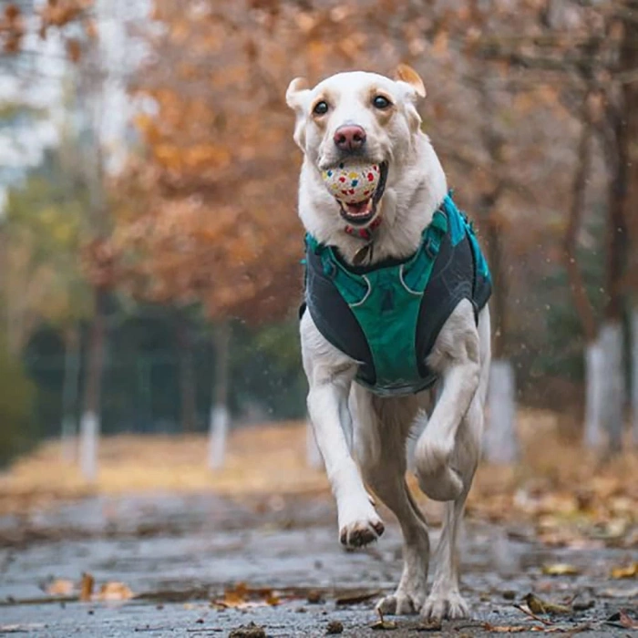 M-PETS BLOOM BALL OYUN TOPU PARÇALANMAZ WHİTE/BLACK