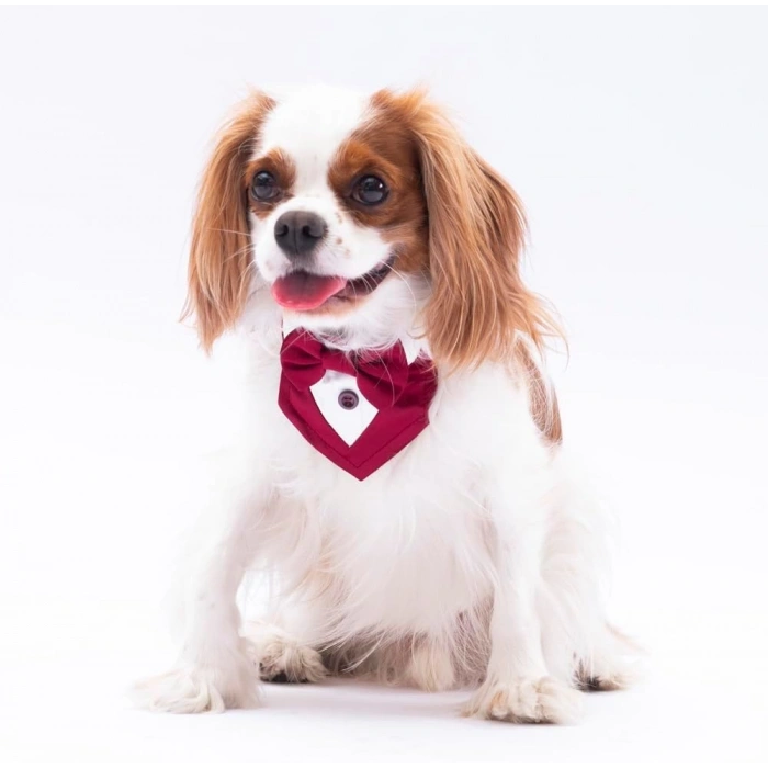 PawStar Bordo Smokin Fular