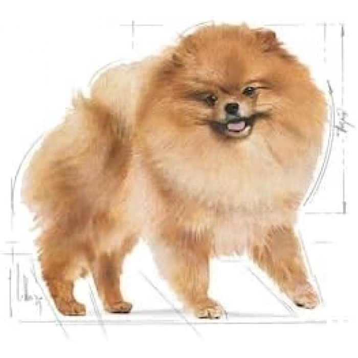 Royal Canin Pomeranian 3 Kg Yetişkin Kuru Köpek Maması