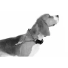 M-Pets Kombi Collar Köpek Eğitim Tasması 26-33cm [XS]